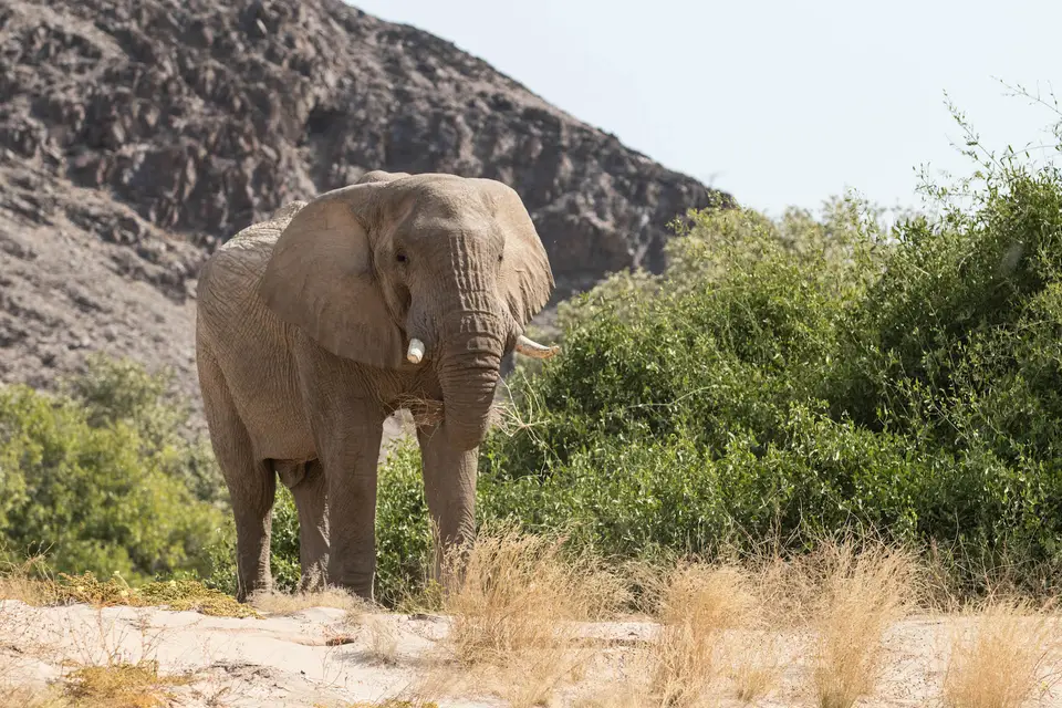 17-namiba-2017-5241.jpg
