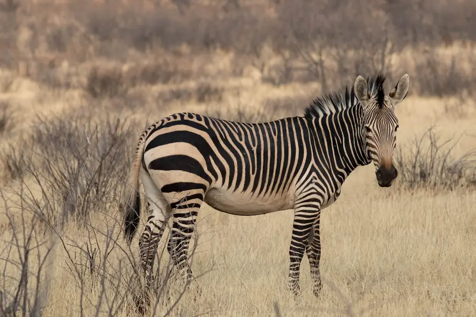 17-namiba-2017-5797.jpg
