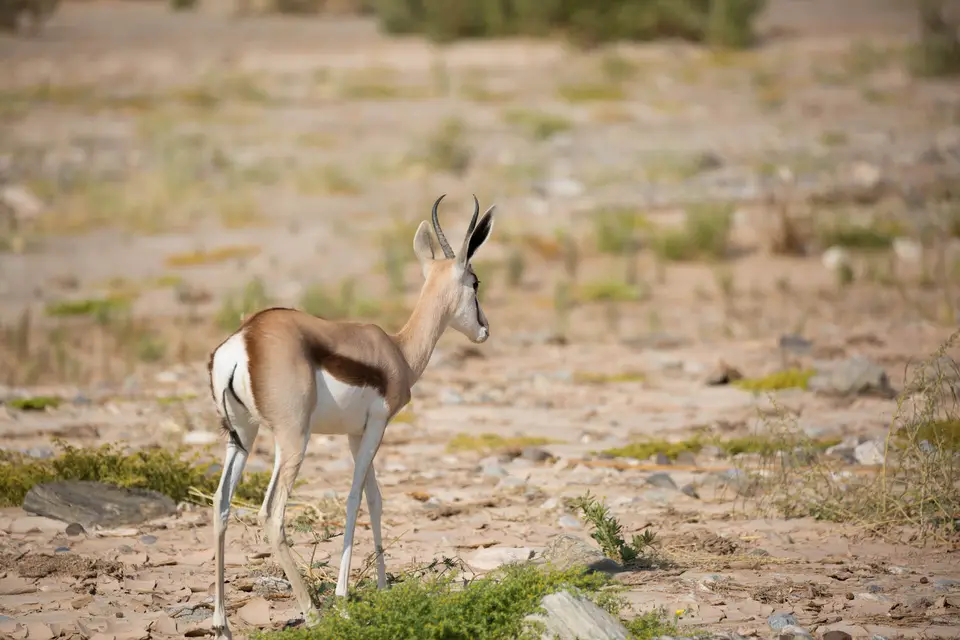 19-namiba-2017-8555.jpg