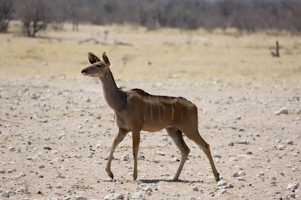 2-namiba-2017-9476.jpg