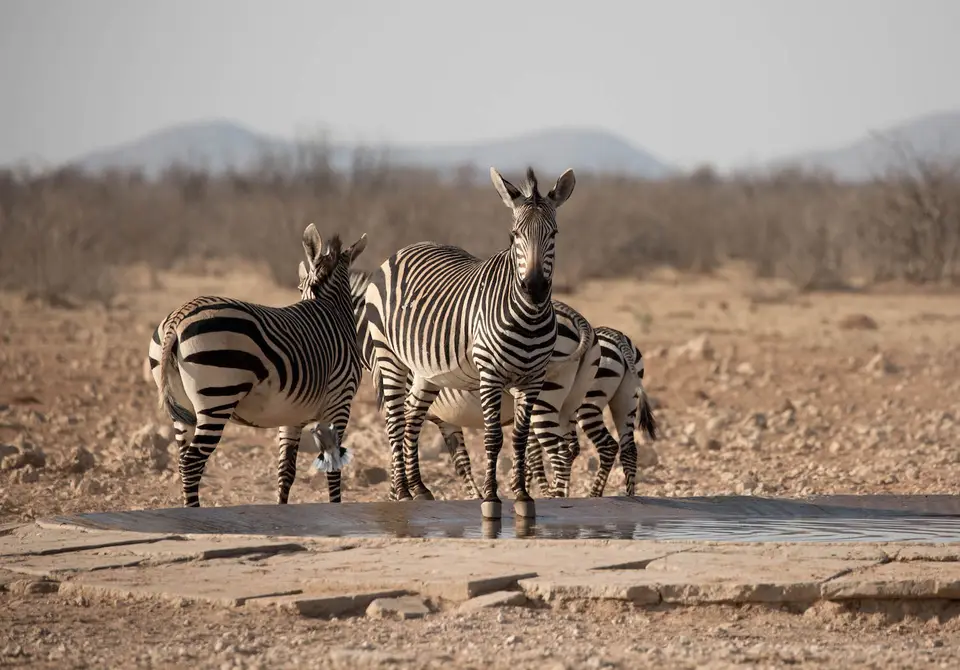 29-namiba-2017-9532.jpg