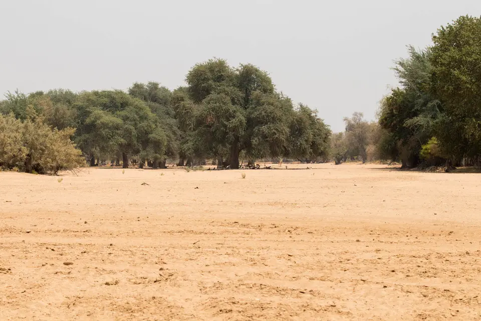 3-namiba-2017-5579.jpg
