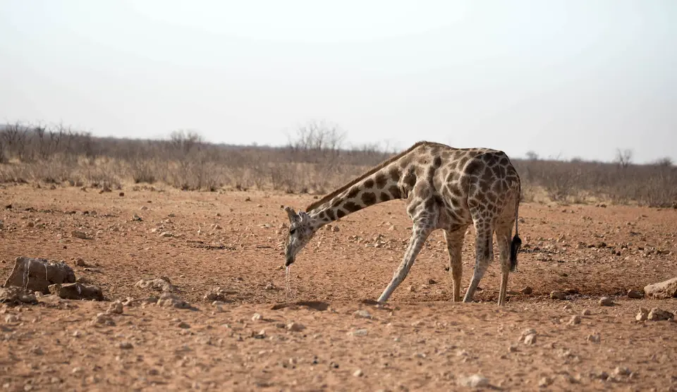 30-namiba-2017-9543.jpg