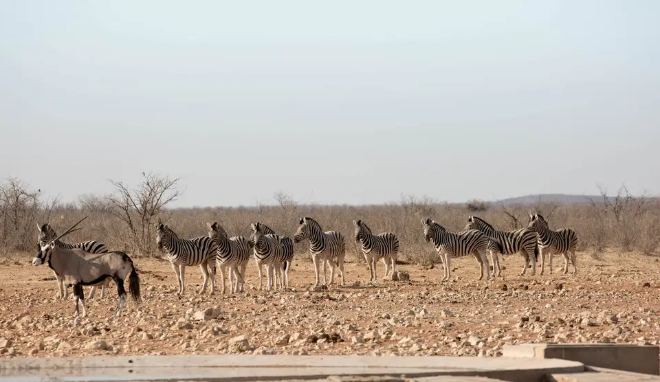 32-namiba-2017-9547.jpg