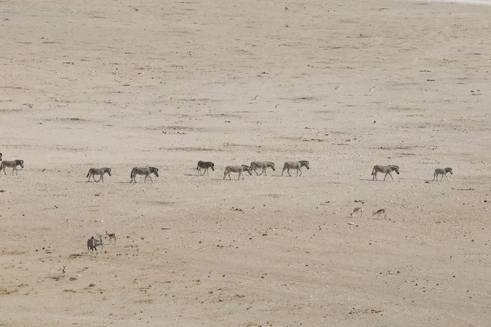 35-namiba-2017-5855.jpg