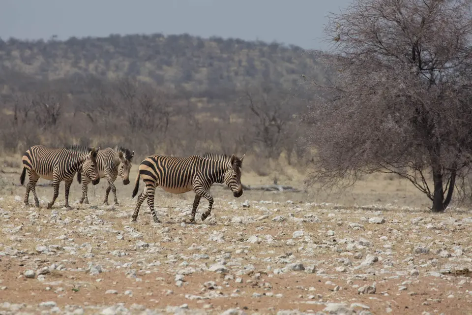 4-namiba-2017-9484.jpg