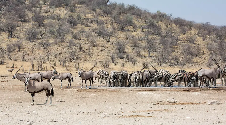 45-namiba-2017-9604.jpg