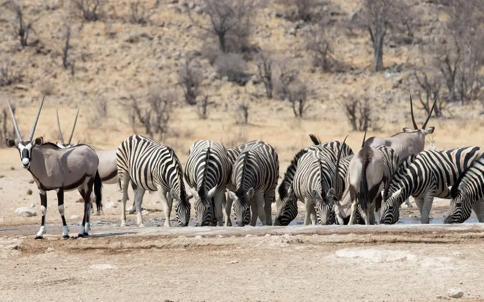 46-namiba-2017-5893.jpg