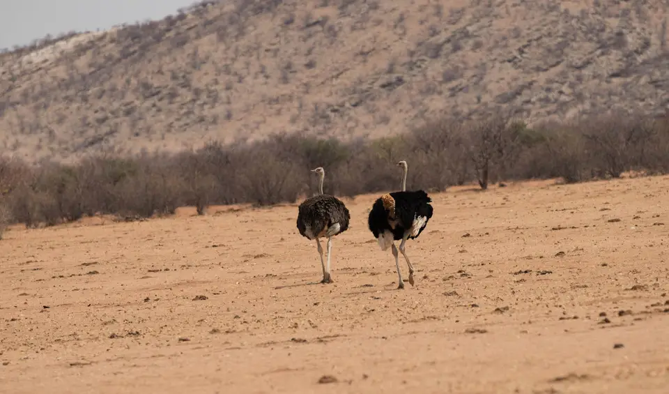 5-namiba-2017-5556.jpg