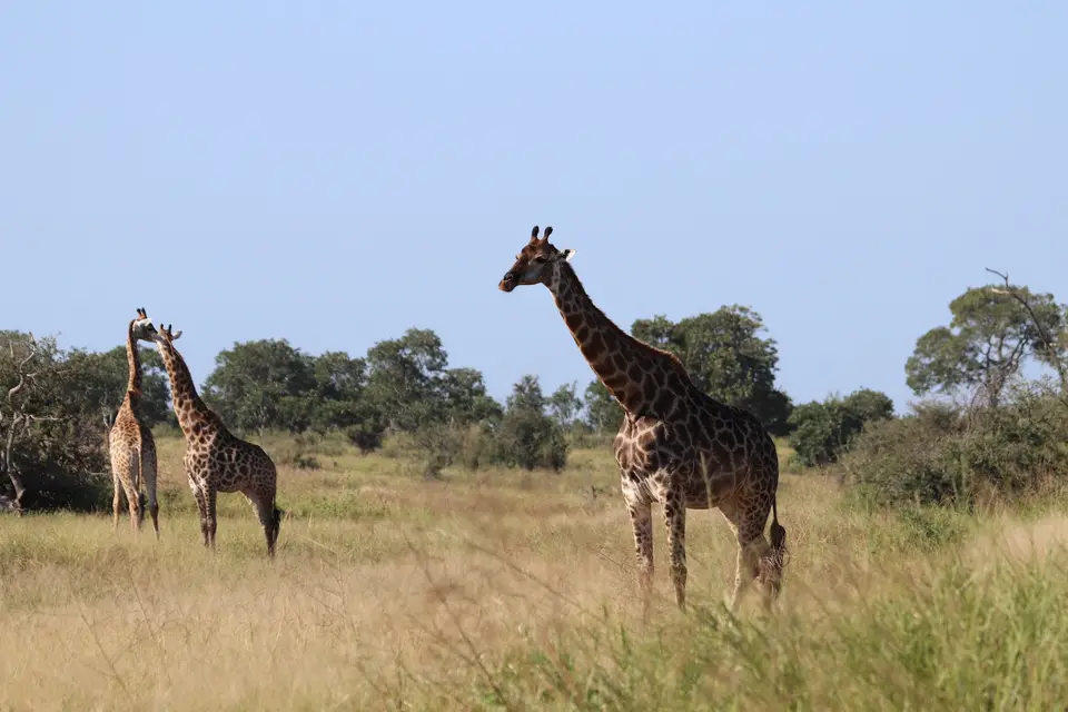 5a-IMG_3757.JPG