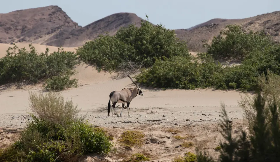 6-namiba-2017-5281.jpg