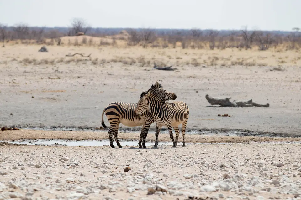 6-namiba-2017-5771.jpg