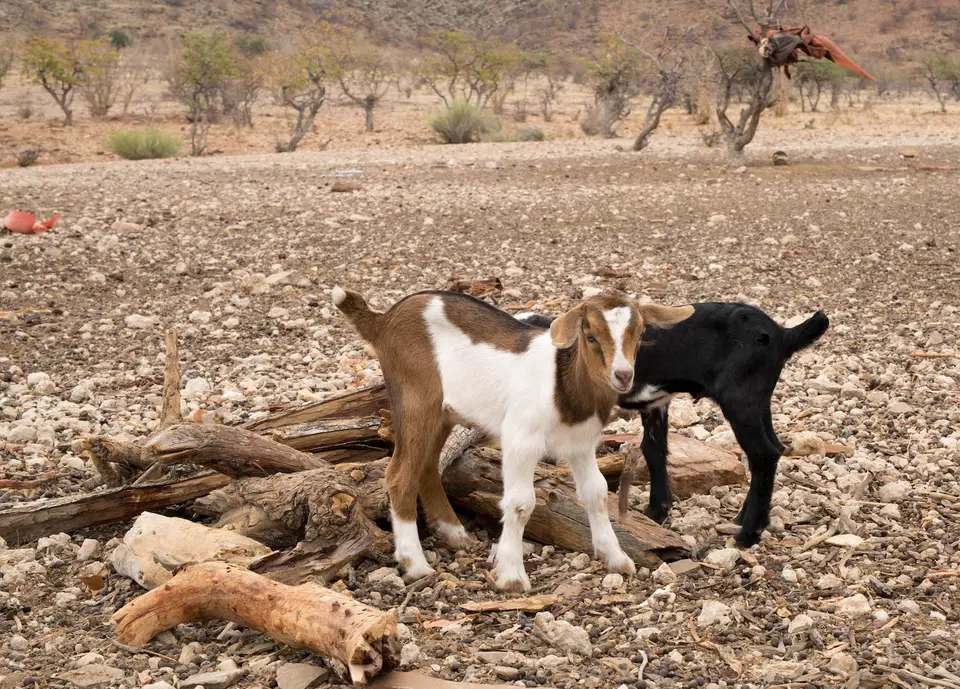6-namiba-2017-9169.jpg