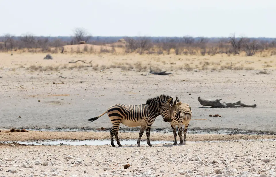 7-namiba-2017-5769.jpg