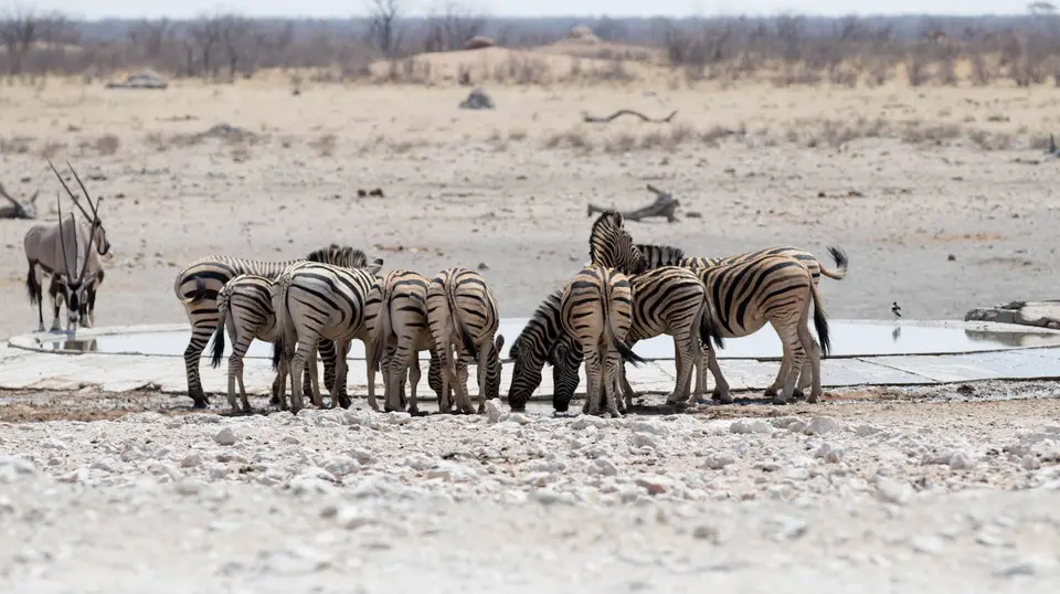 8-namiba-2017-5765.jpg