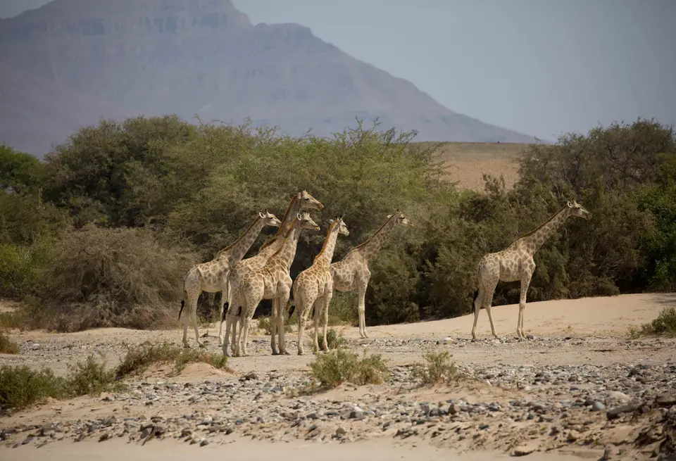 8-namiba-2017-8845.jpg