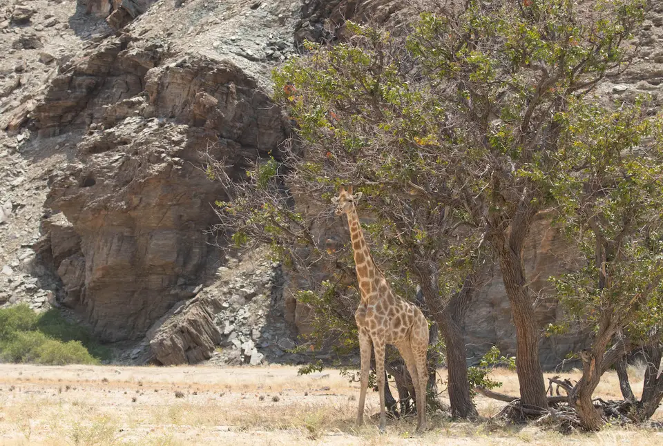 9-namiba-2017-5183.jpg