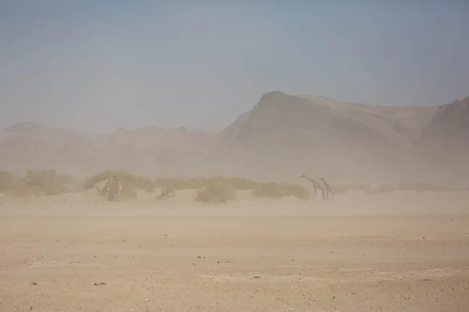 9-namiba-2017-8531.jpg