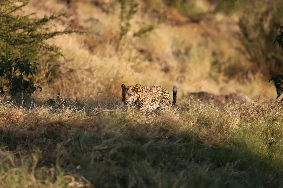 leo1-7Y7B6379.JPG