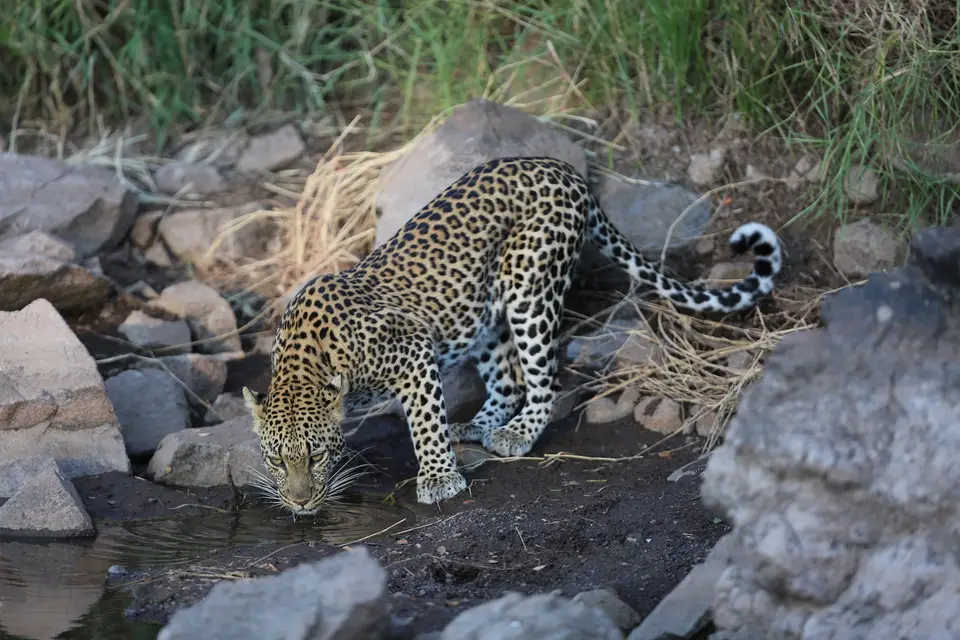 leo4-7Y7B6414.JPG