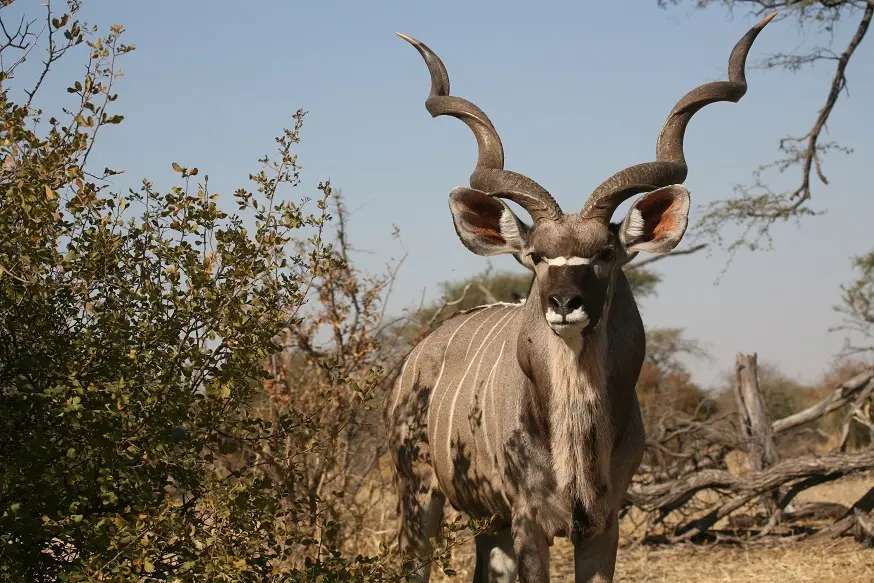Kudu.jpg