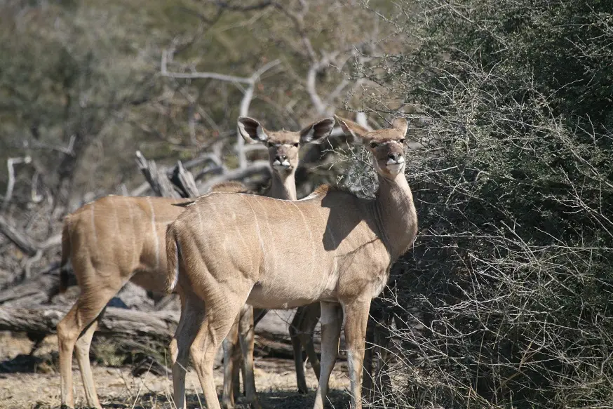 Kudus.jpg