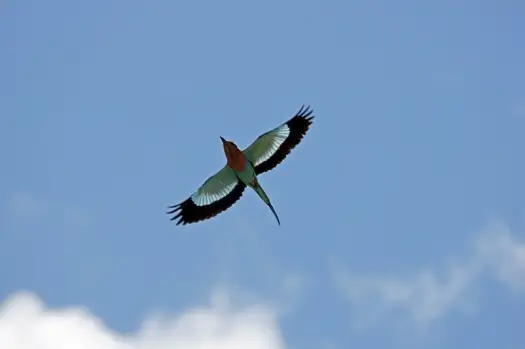 h1695267.JPG