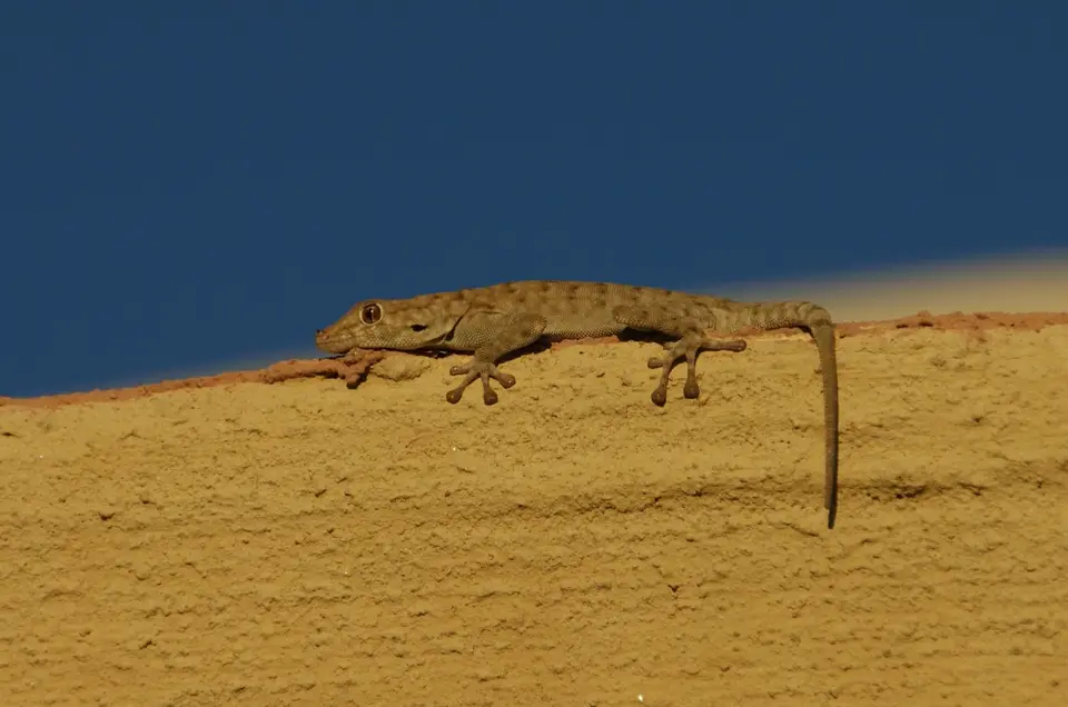 Namibia2015314.jpg