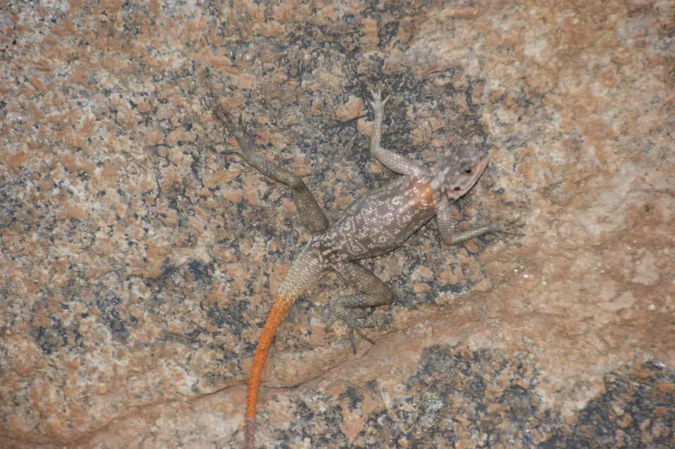 Namibia2015668.jpg