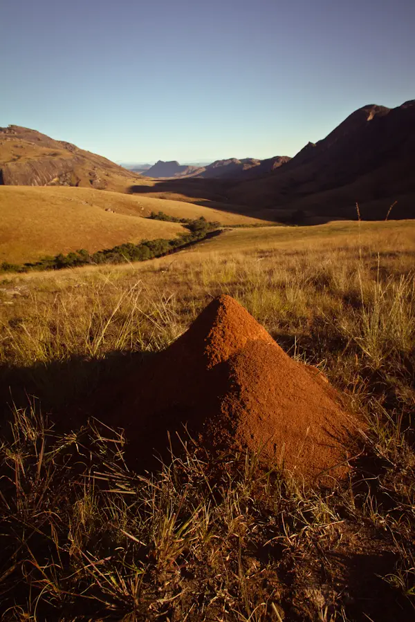 klara_harden_antringitra_ants.jpg