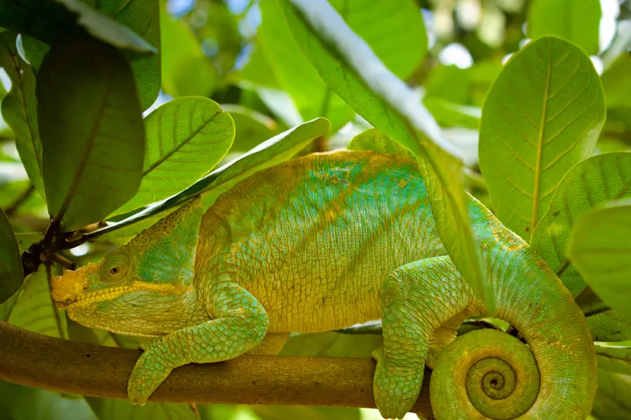 klara_harden_chameleon_4.jpg