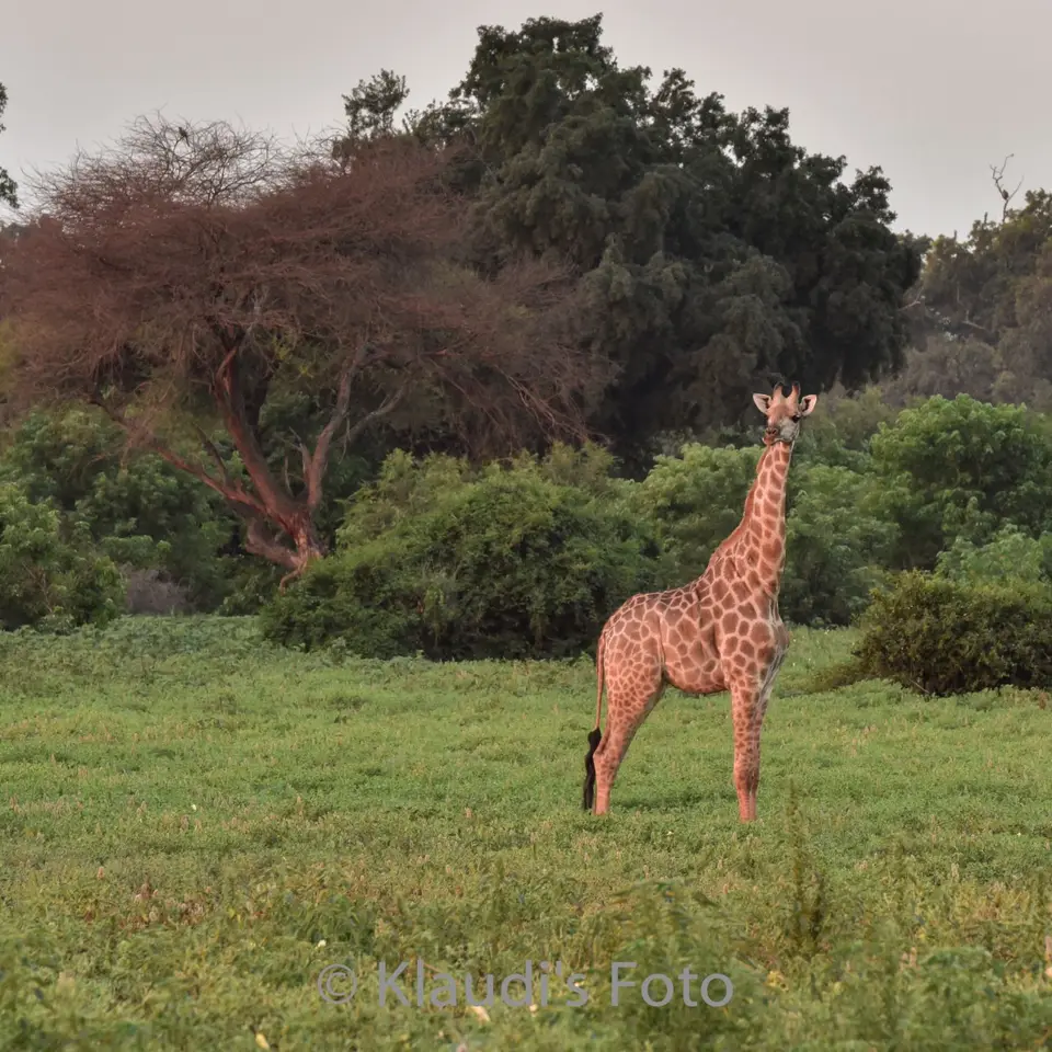 PKH_1155-2.jpg