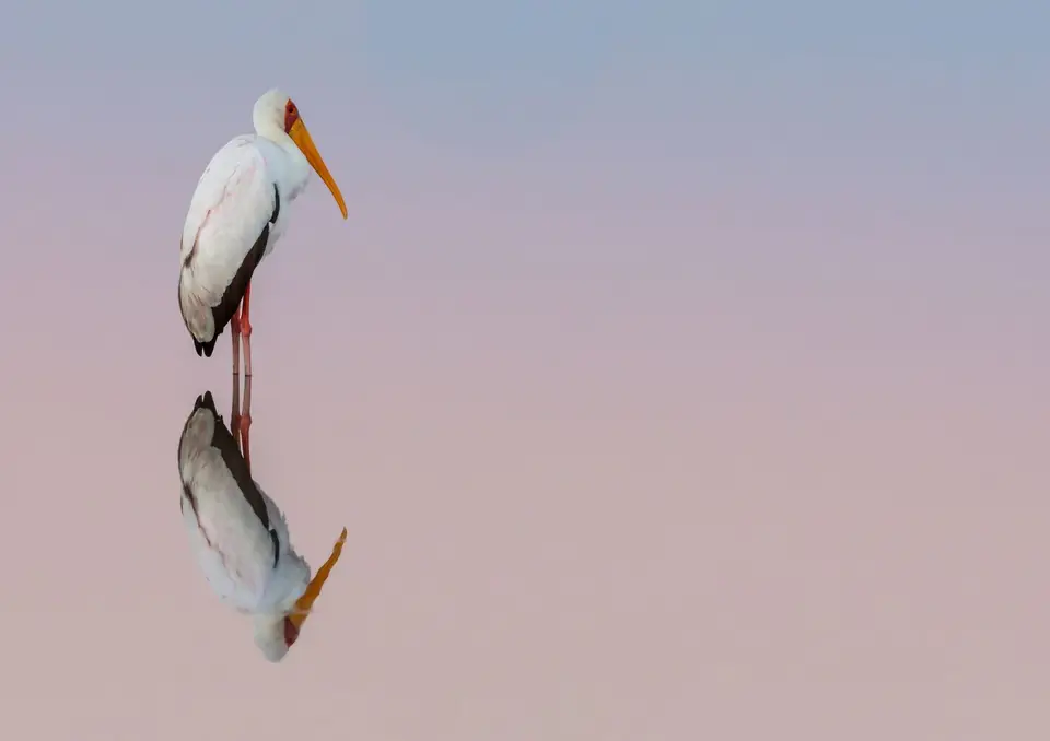 Nimmersatt_A3-II.jpg