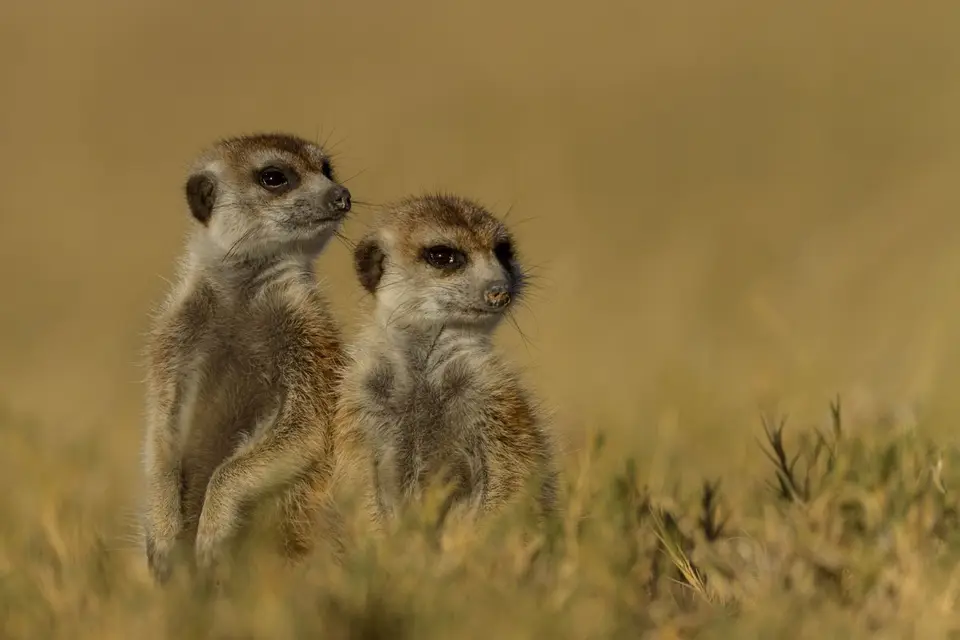 meerkatII.jpg