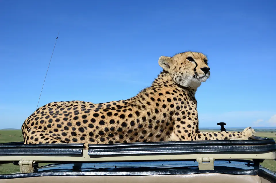 Kenia2012jpg.jpg