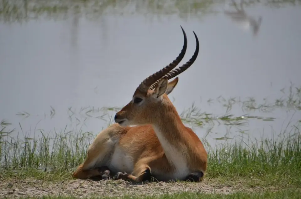 RedLechwe.JPG