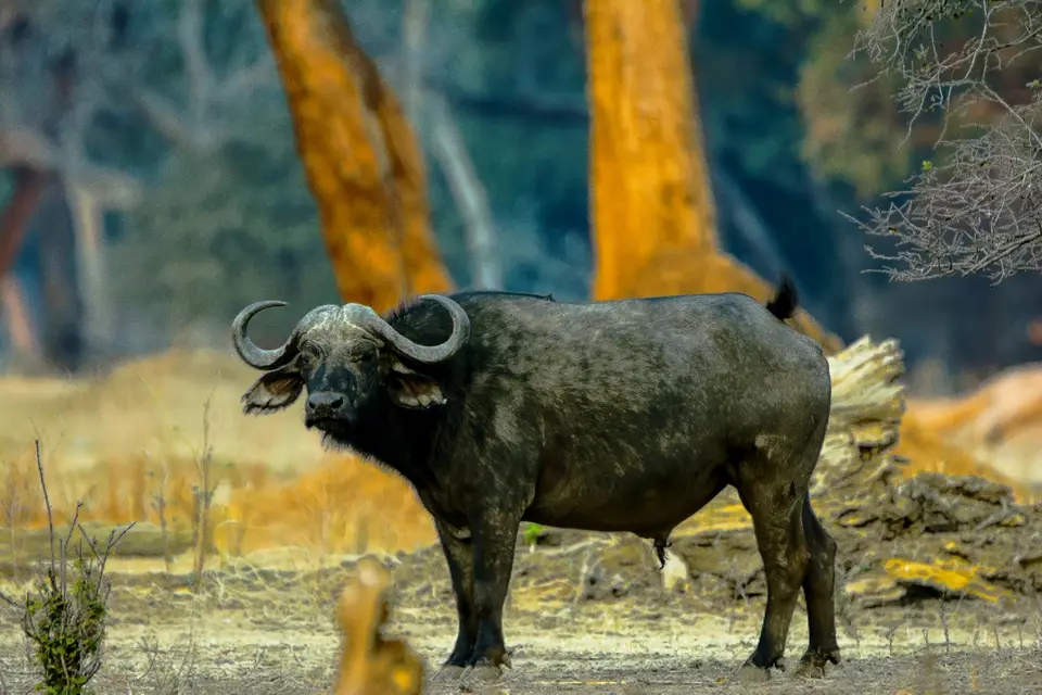 hc6ecbd3.JPG
