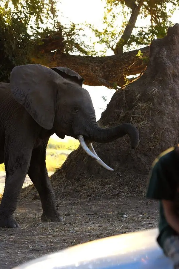 hdd75efb.JPG