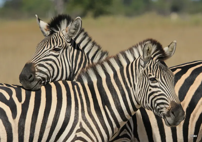 NAMBOT2011_0385.JPG
