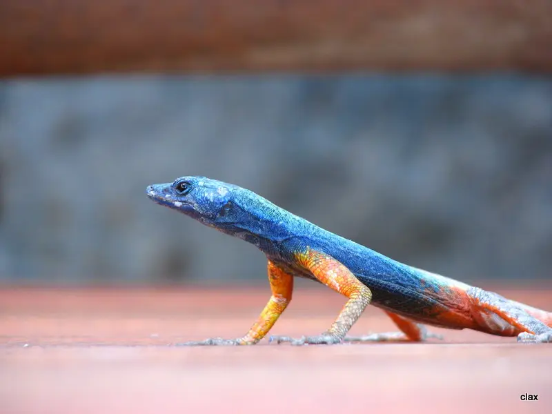 NAMBOTZA_1605.JPG