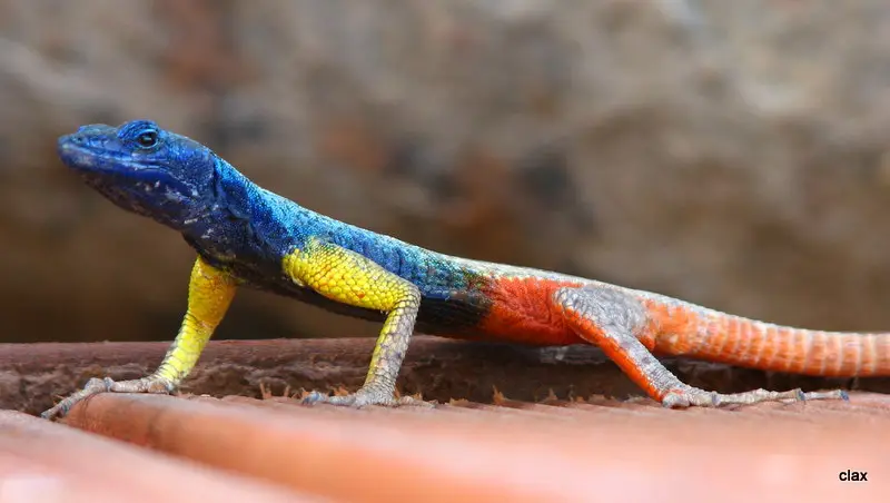 NAMBOTZA_1609.JPG