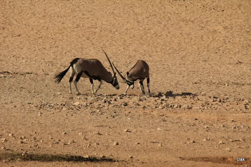 NAMBOTZA_2302.JPG