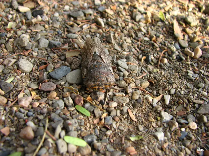 NAMBOTZA_2577.JPG
