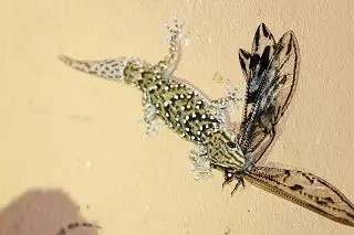 h795f4f7.jpg