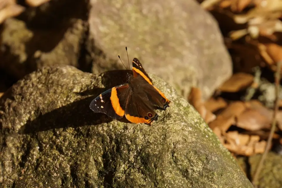 hf2084ab.jpg
