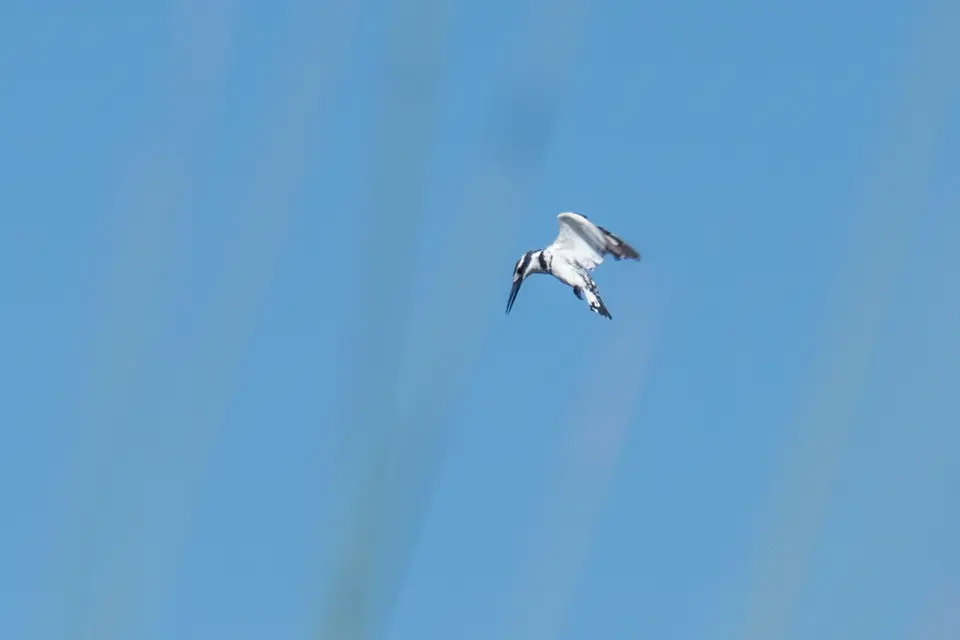 20160501-_1110932.JPG