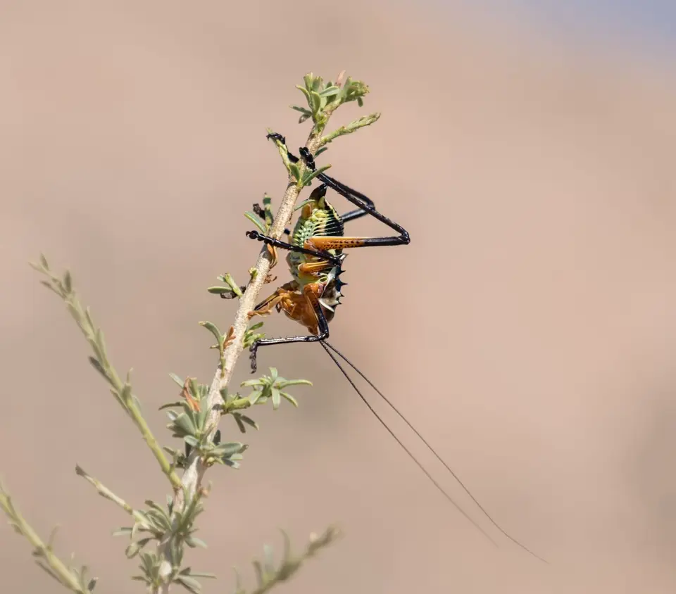 DSCF0946-1.jpg