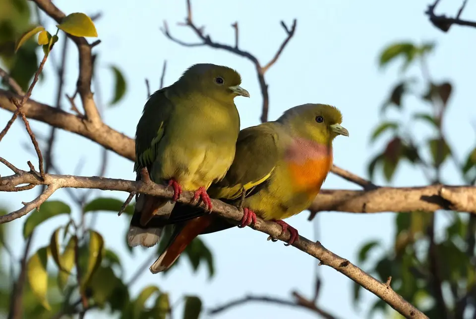AU5A0897BindengrüntaubeoderOrange-breastedgreenpigeon.JPG