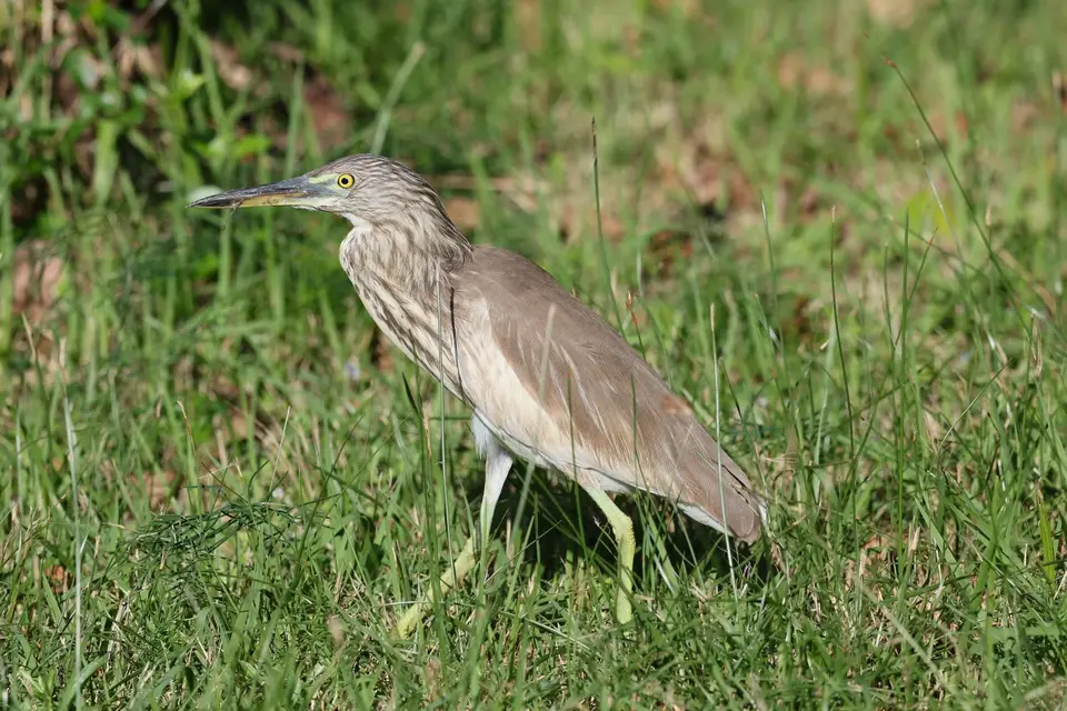 AU5A0904Paddyreiher.JPG
