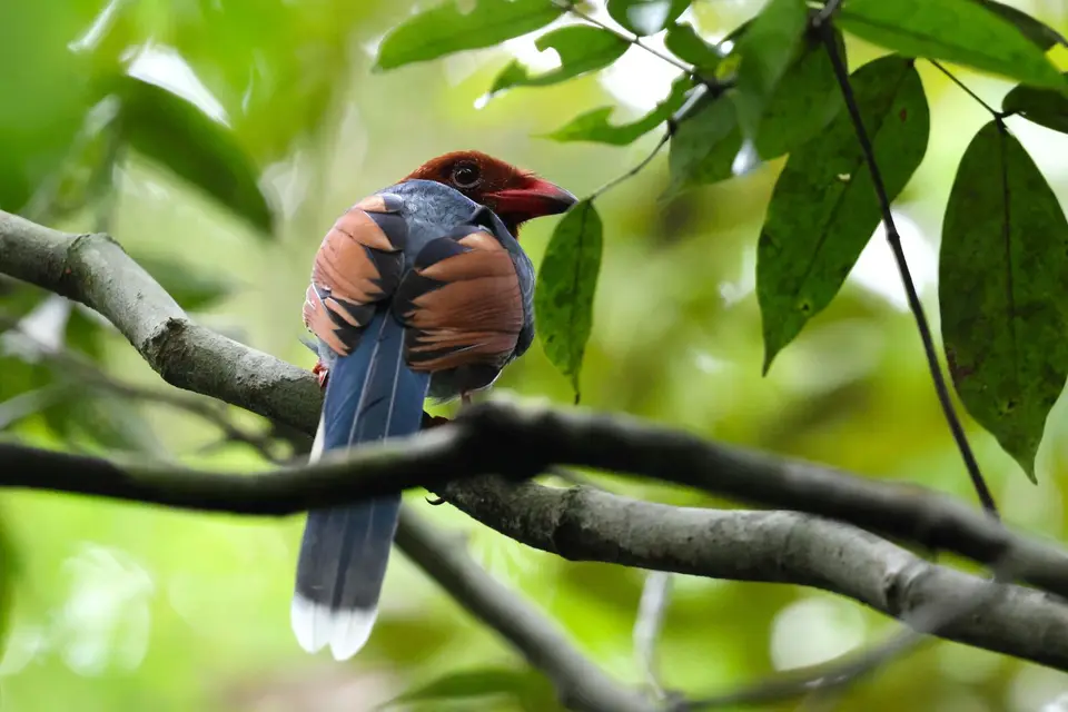 AU5A3385SchmuckkittaoderBlue-Magpie.JPG